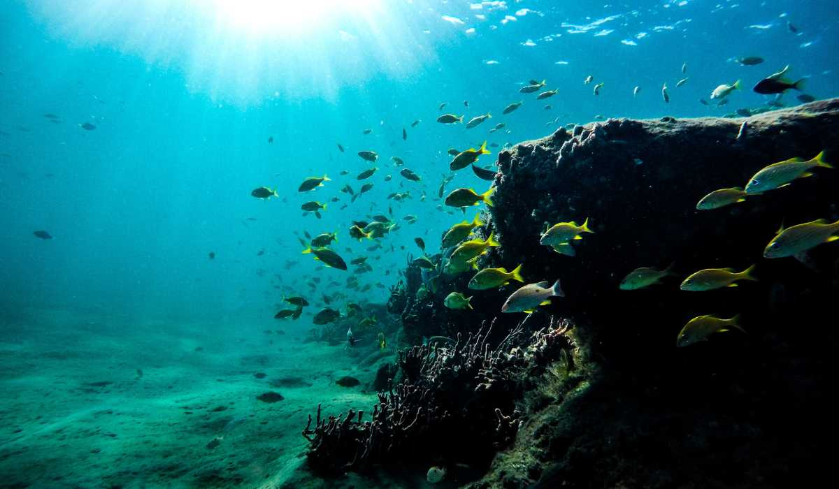 Excursión de snorkel a Pirates Island en barco